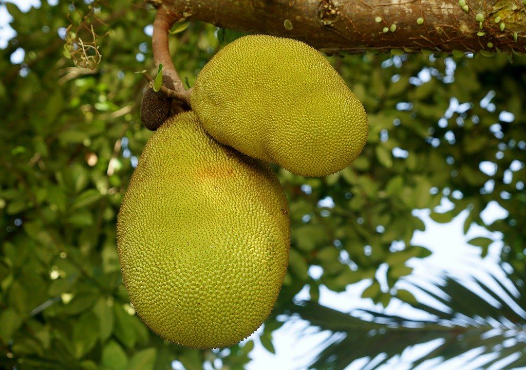 wat is jackfruit