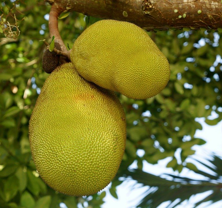 wat is jackfruit